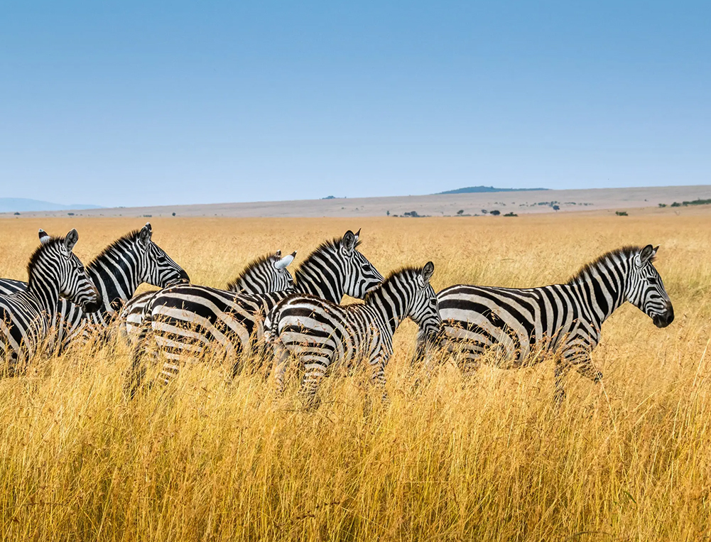 Experience The Maasai Mara and Serengeti Plains